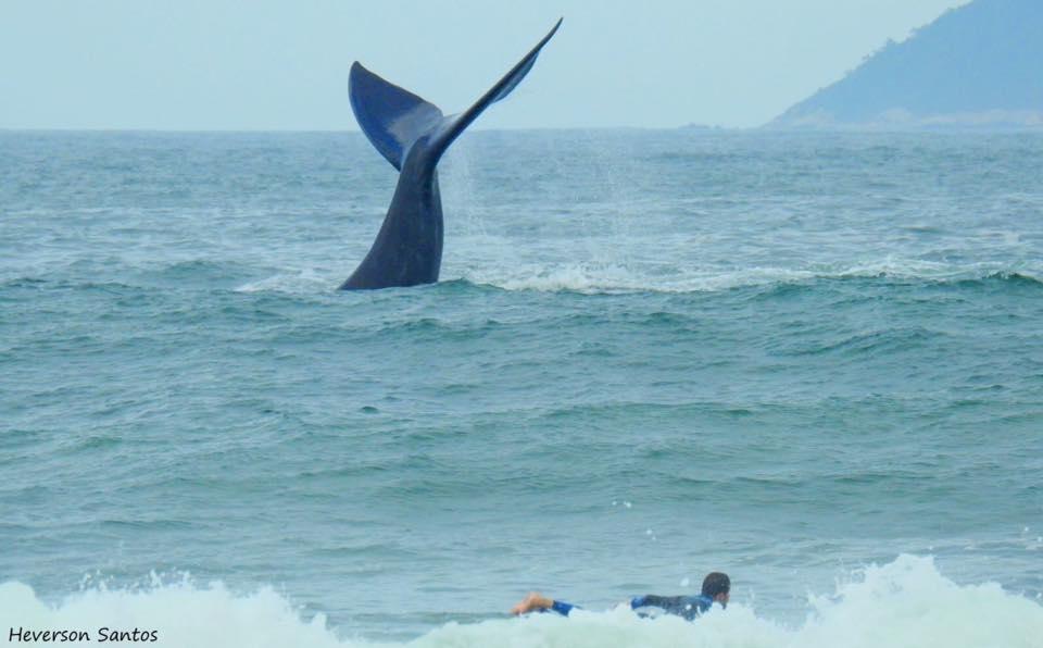 Tranquilidade Na Praia Da Gamboa Garopaba Exterior photo